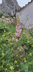 Antirrhinum australe (Antirrhinum australe)