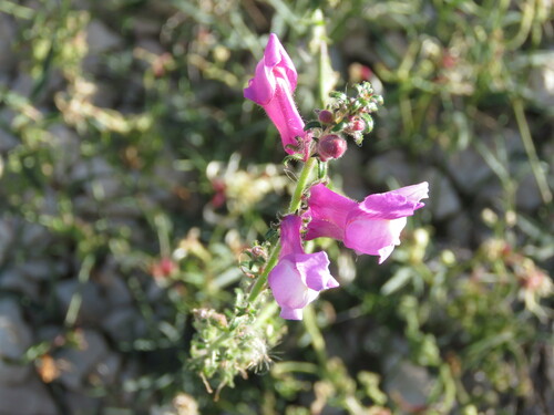 Antirrhinum controversum (Antirrhinum controversum)