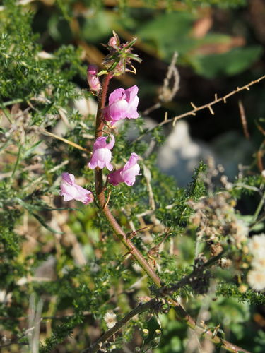 Antirrhinum controversum (Antirrhinum controversum)