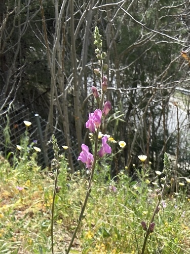 Antirrhinum controversum (Antirrhinum controversum)