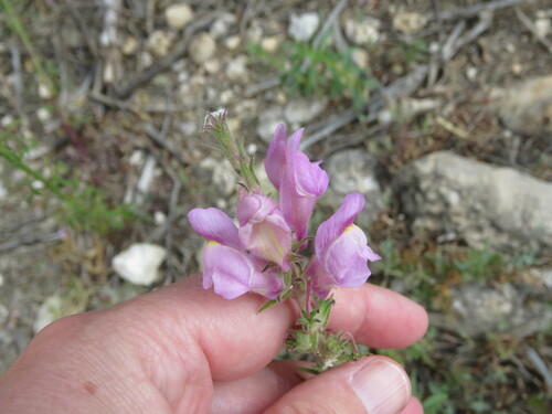 Antirrhinum controversum (Antirrhinum controversum)