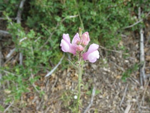 Antirrhinum controversum (Antirrhinum controversum)