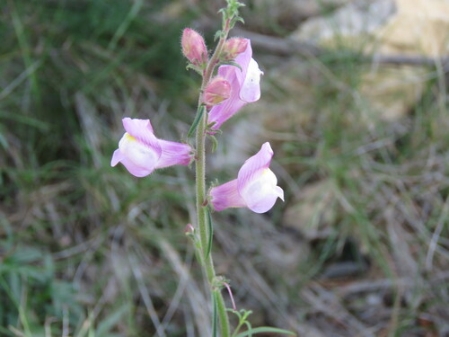 Antirrhinum controversum (Antirrhinum controversum)