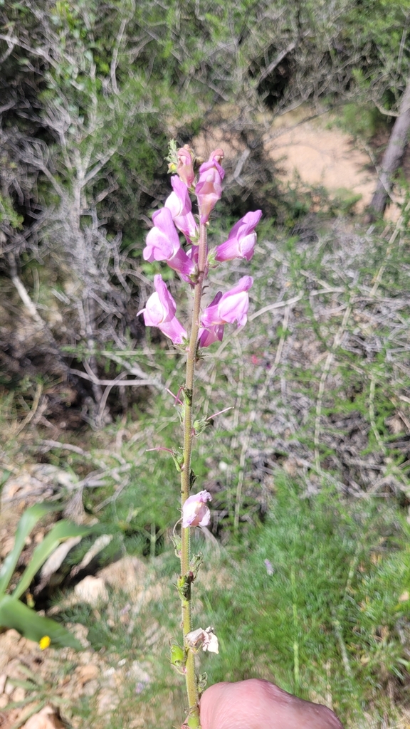 Antirrhinum controversum (Antirrhinum controversum)