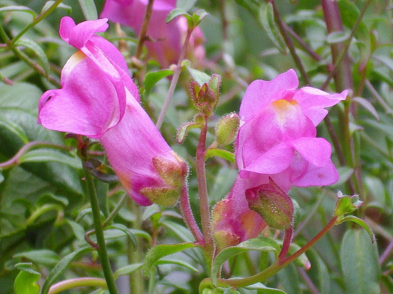 Antirrhinum controversum: Antirrhinum graniticum subsp. boissieri close up, Sierra Madrona , Spain