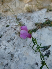 Antirrhinum controversum (Antirrhinum controversum)