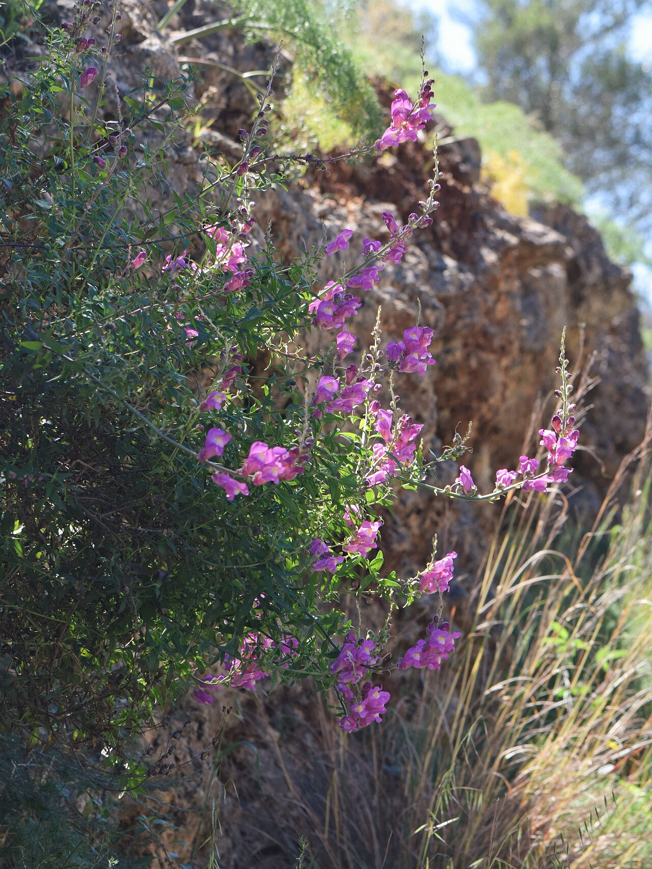 Antirrhinum linkianum: Antirrhinum majus subsp. linkianum in Portinho da Arrábida W from Setubal, Portugal