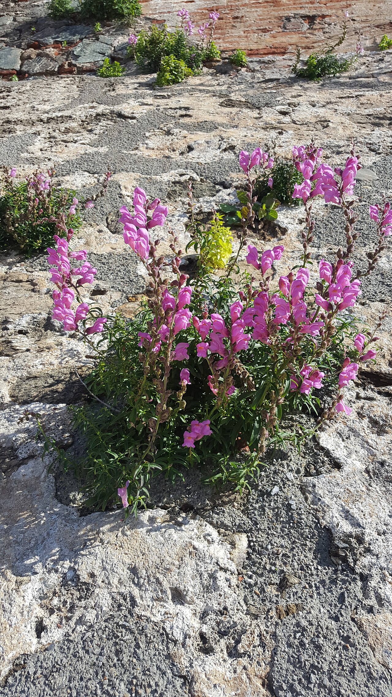 Antirrhinum linkianum: conejitos. Ceuta. españa