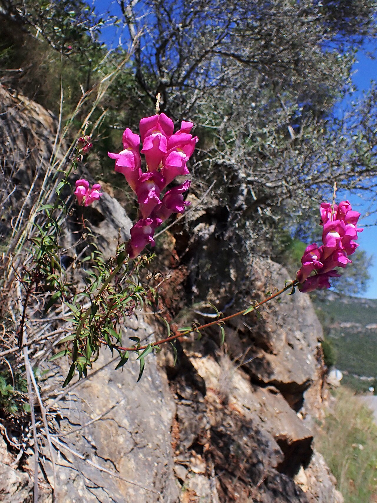 Antirrhinum linkianum: Antirrhinum majus subsp. linkianum in Portinho da Arrábida W from Setubal, Portugal