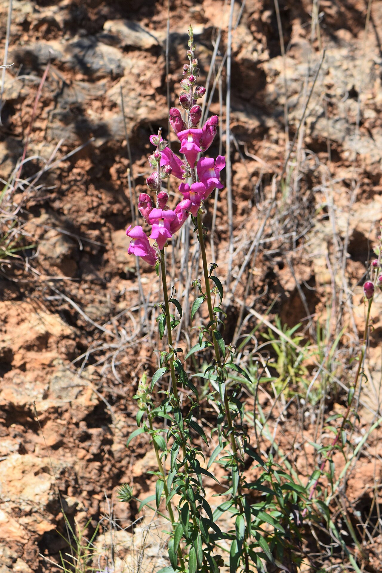 Antirrhinum linkianum: Antirrhinum majus subsp. linkianum in Portinho da Arrábida W from Setubal, Portugal