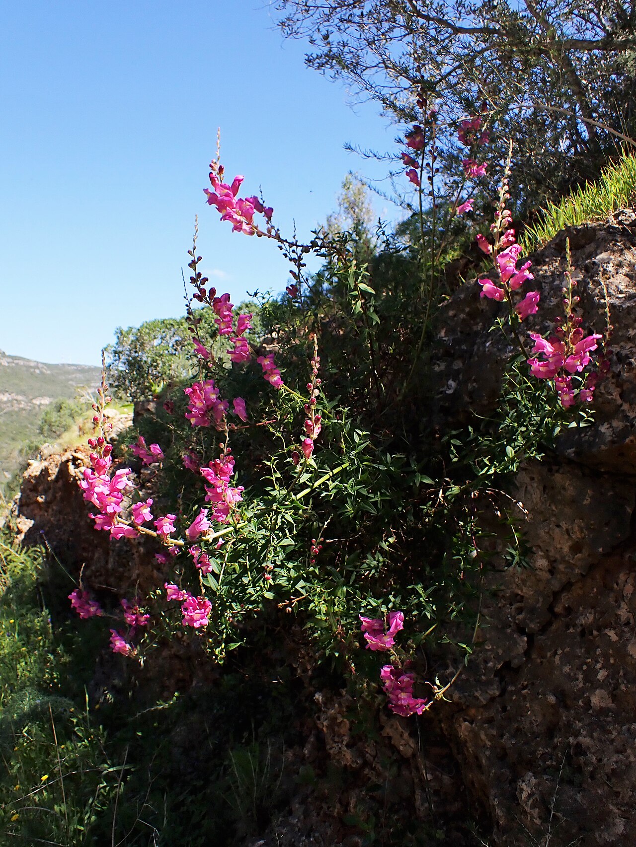 Antirrhinum linkianum: Antirrhinum majus subsp. linkianum in Portinho da Arrábida W from Setubal, Portugal