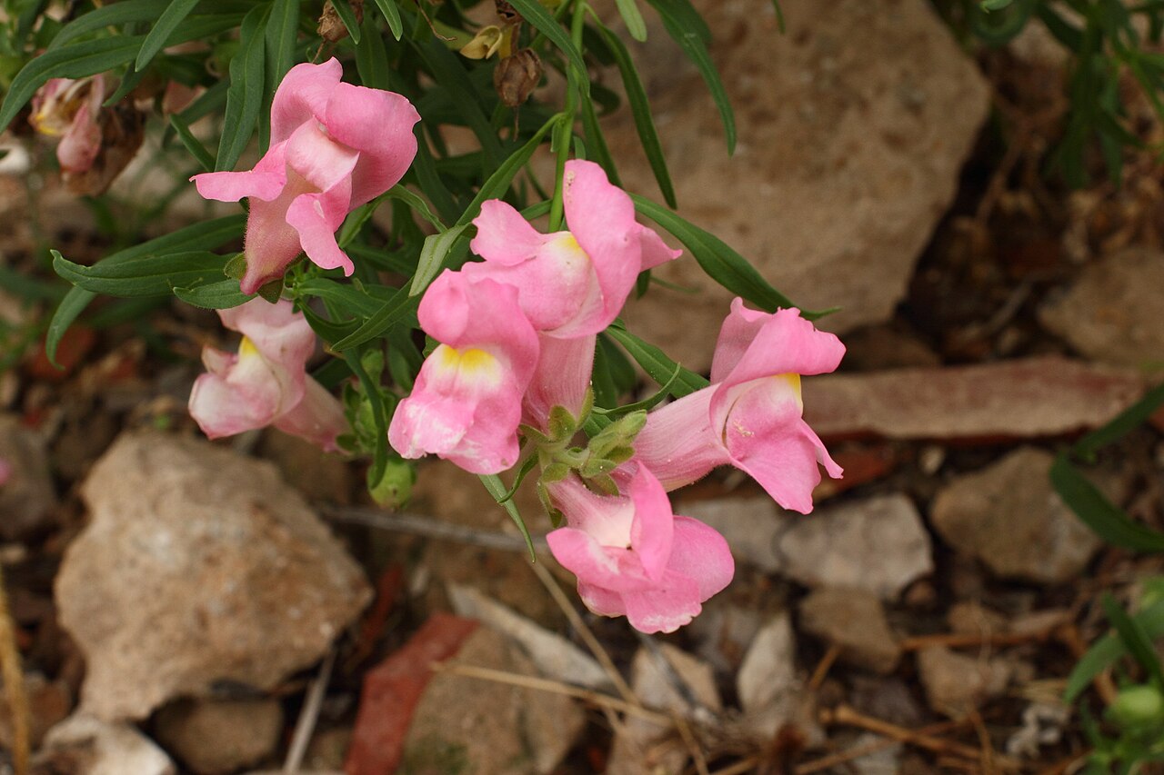 Antirrhinum linkianum: Boca-de-lobo