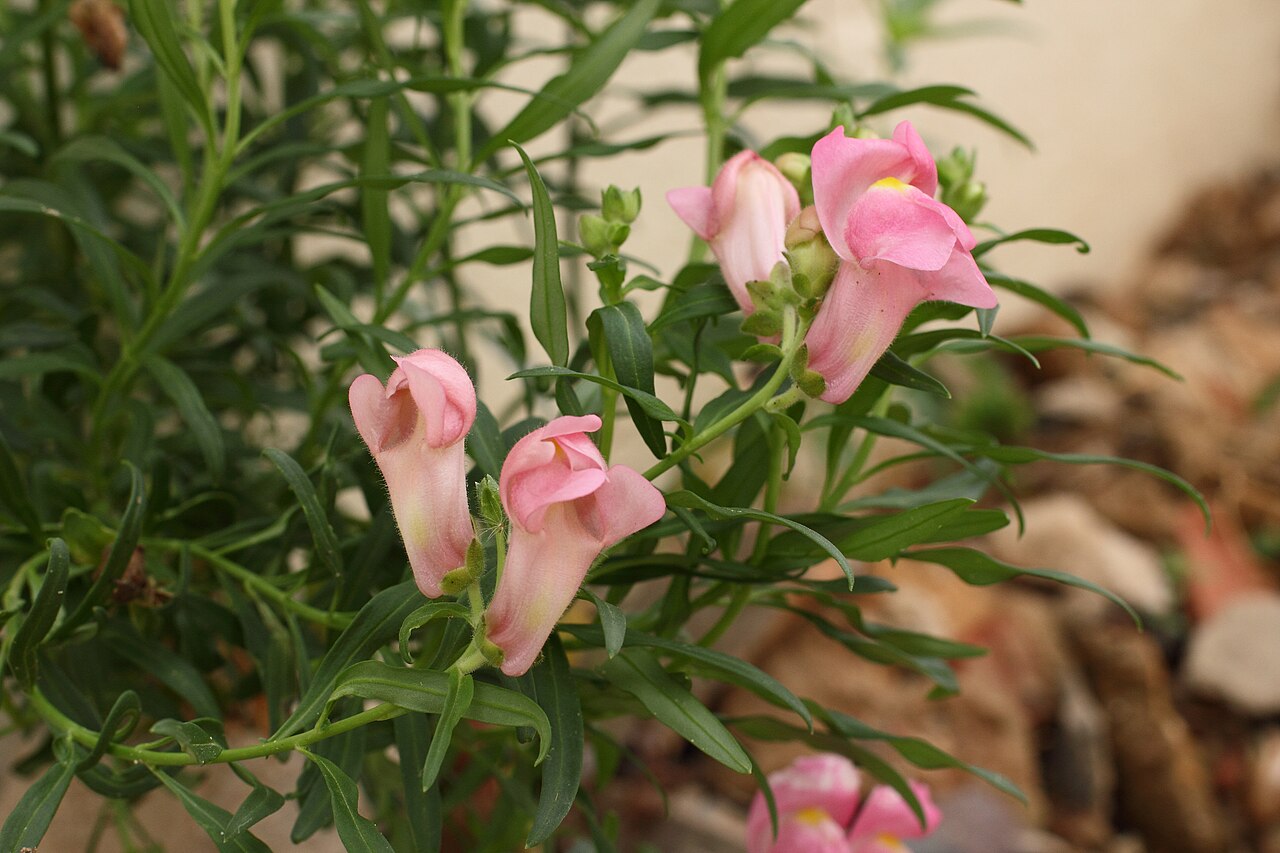 Antirrhinum linkianum: Boca-de-lobo