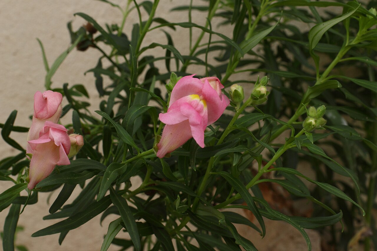 Antirrhinum linkianum: Boca-de-lobo