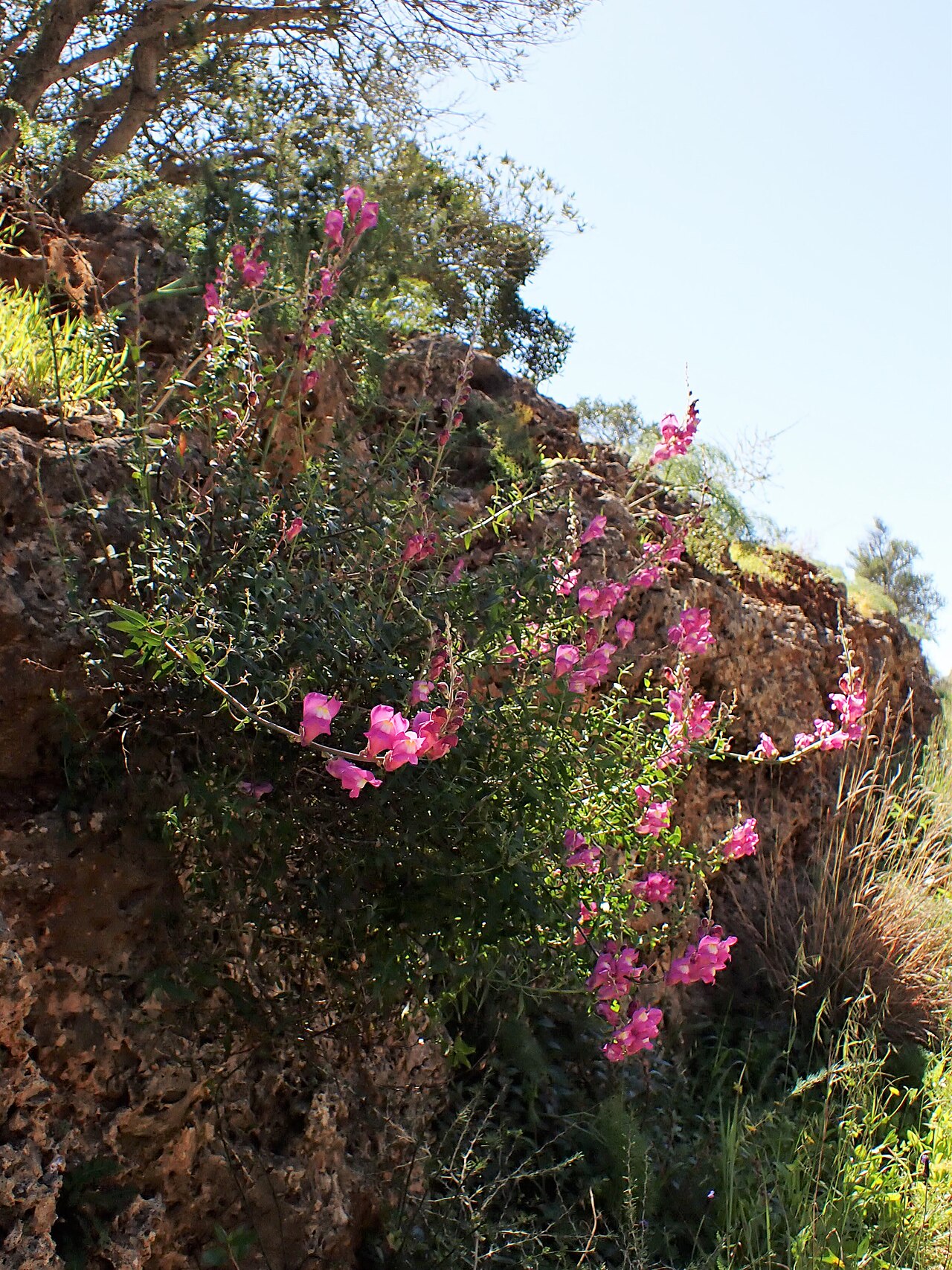 Antirrhinum linkianum: Antirrhinum majus subsp. linkianum in Portinho da Arrábida W from Setubal, Portugal