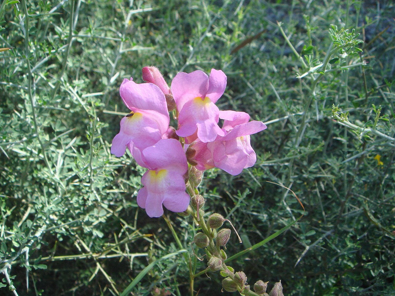Antirrhinum linkianum: Conejitos. Antirrhinum majus en Ceuta, España.