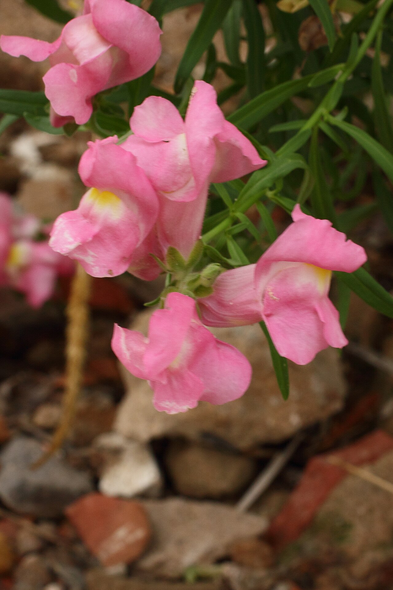 Antirrhinum linkianum: Boca-de-lobo