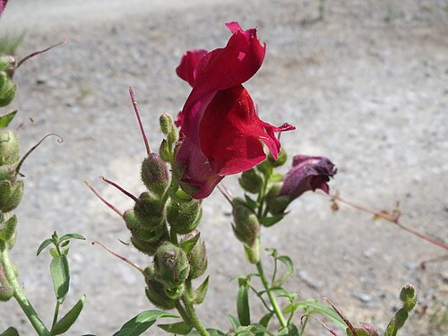 Garden snapdragon: Großes Löwenmaul ( Antirrhinum majus ) im Naturschutzgebiet Silz