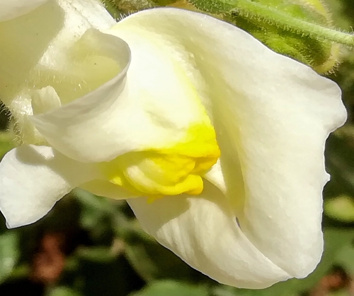 Garden snapdragon (Antirrhinum majus)