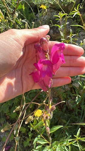 Garden snapdragon (Antirrhinum majus)