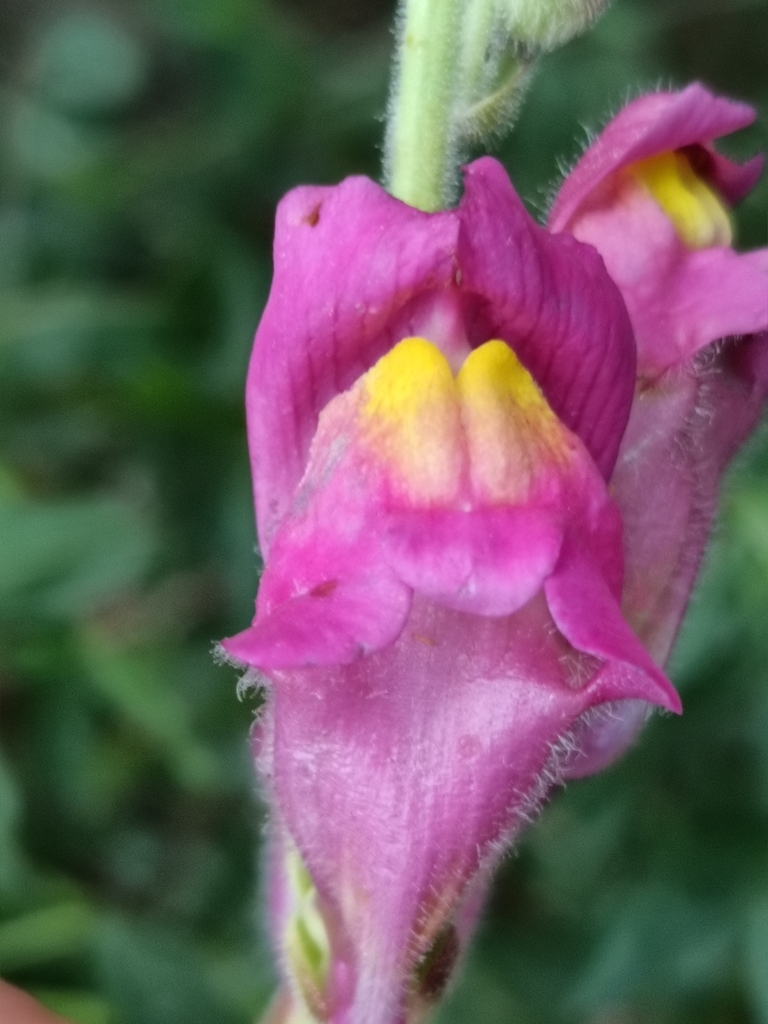 Garden snapdragon (Antirrhinum majus)