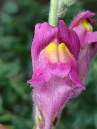 Garden snapdragon