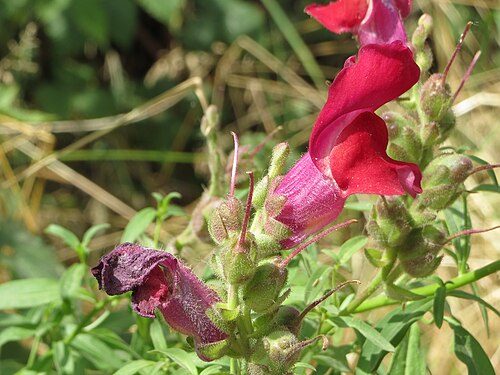 Garden snapdragon: Großes Löwenmaul ( Antirrhinum majus ) im Naturschutzgebiet Silz