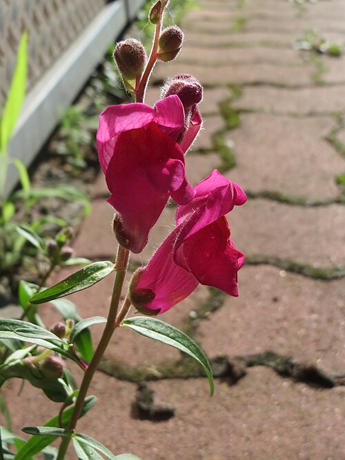 Garden snapdragon: Ritzenbotanik: Großes Löwenmaul ( Antirrhinum majus ) - ausgewildert in Hockenheim