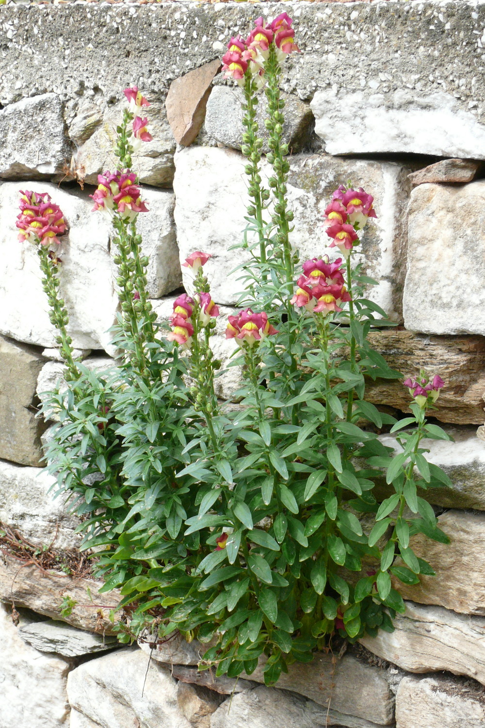 Garden snapdragon: Antirrhinum majus , from Thasos, Greece