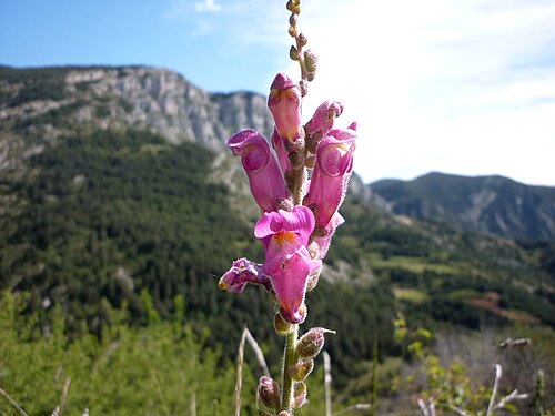 Garden snapdragon: Antirrhinum majus . In l'Alzina d'Alinyà (Alt Urgell-Catalunya). To 1.400 m. altitude
