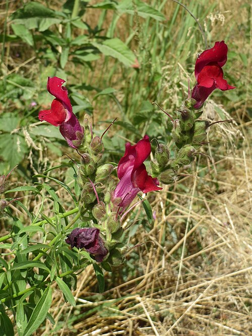 Garden snapdragon: Großes Löwenmaul ( Antirrhinum majus ) im Naturschutzgebiet Silz