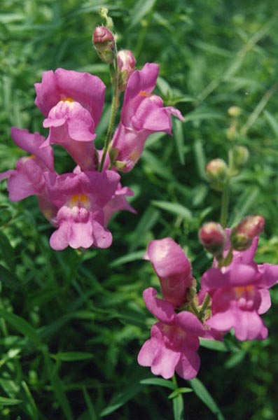 Garden snapdragon: Antirrhinum majus subsp. linkianum