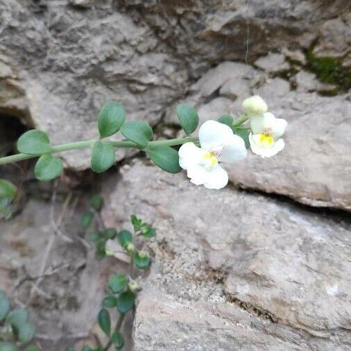 Antirrhinum valentinum (Antirrhinum valentinum)