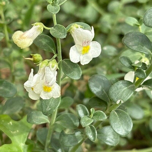 Antirrhinum valentinum (Antirrhinum valentinum)