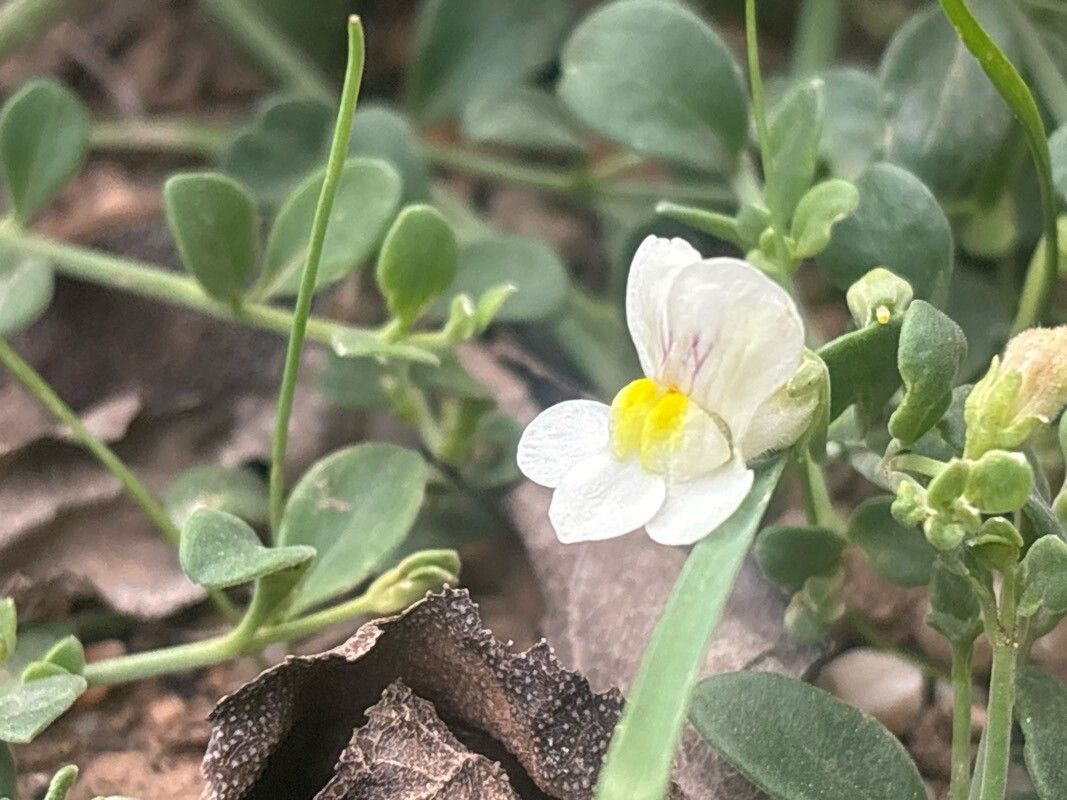 Antirrhinum valentinum (Antirrhinum valentinum)