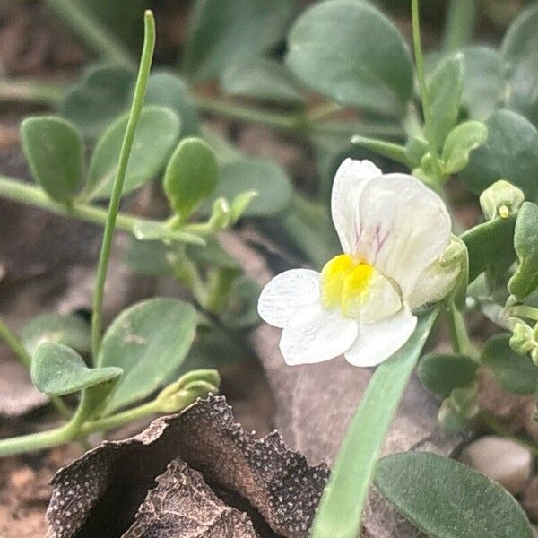Antirrhinum valentinum (Antirrhinum valentinum)