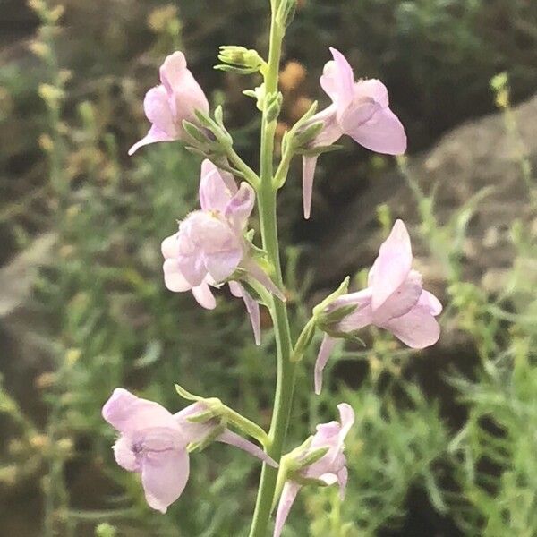 Antirrhinum valentinum (Antirrhinum valentinum)