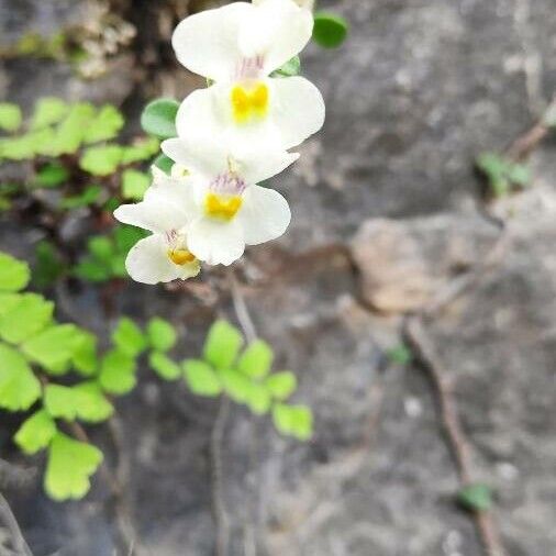Antirrhinum valentinum (Antirrhinum valentinum)