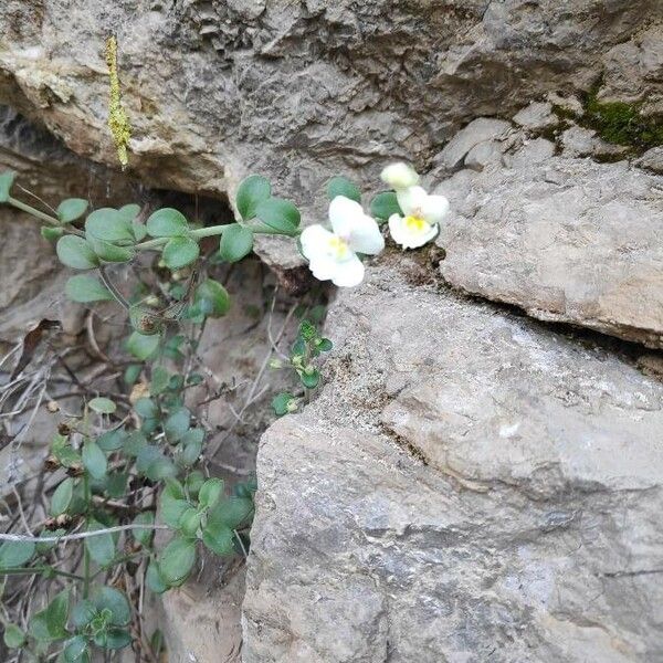 Antirrhinum valentinum (Antirrhinum valentinum)
