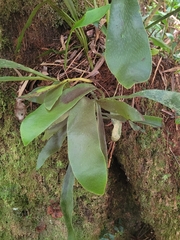Antrophyopsis boryana (Antrophyopsis boryana)