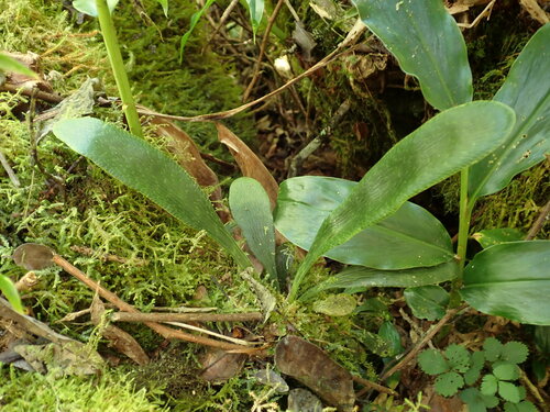 Antrophyopsis boryana (Antrophyopsis boryana)