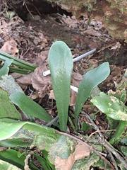 Antrophyopsis boryana (Antrophyopsis boryana)