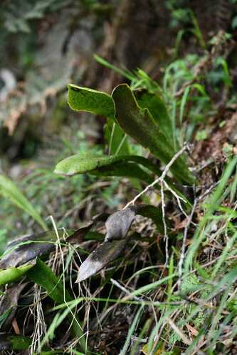 Antrophyopsis boryana (Antrophyopsis boryana)