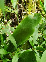 Antrophyopsis boryana (Antrophyopsis boryana)