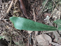 Antrophyopsis boryana (Antrophyopsis boryana)