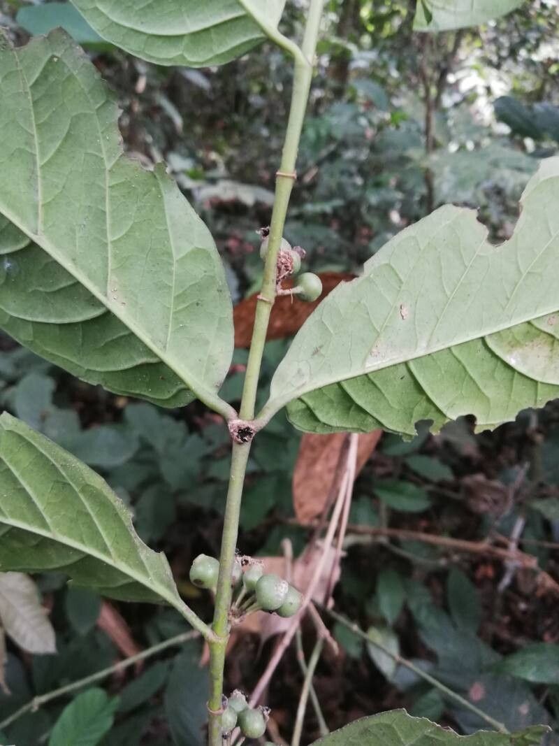 Aoranthe cladantha (Aoranthe cladantha)