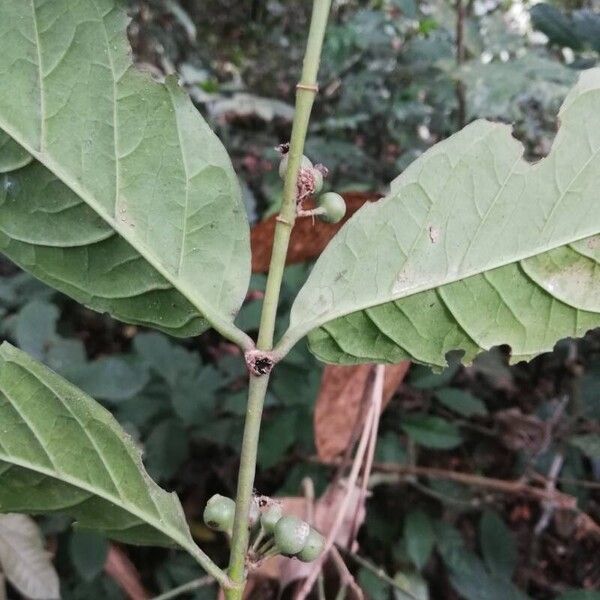 Aoranthe cladantha (Aoranthe cladantha)