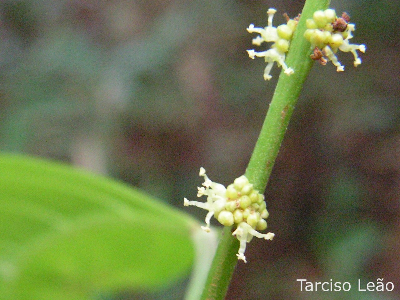 Aparisthmium cordatum: Local: Mata do Sabiá, Cabo de Santo Agostinho, Pernambuco, Brasil.
