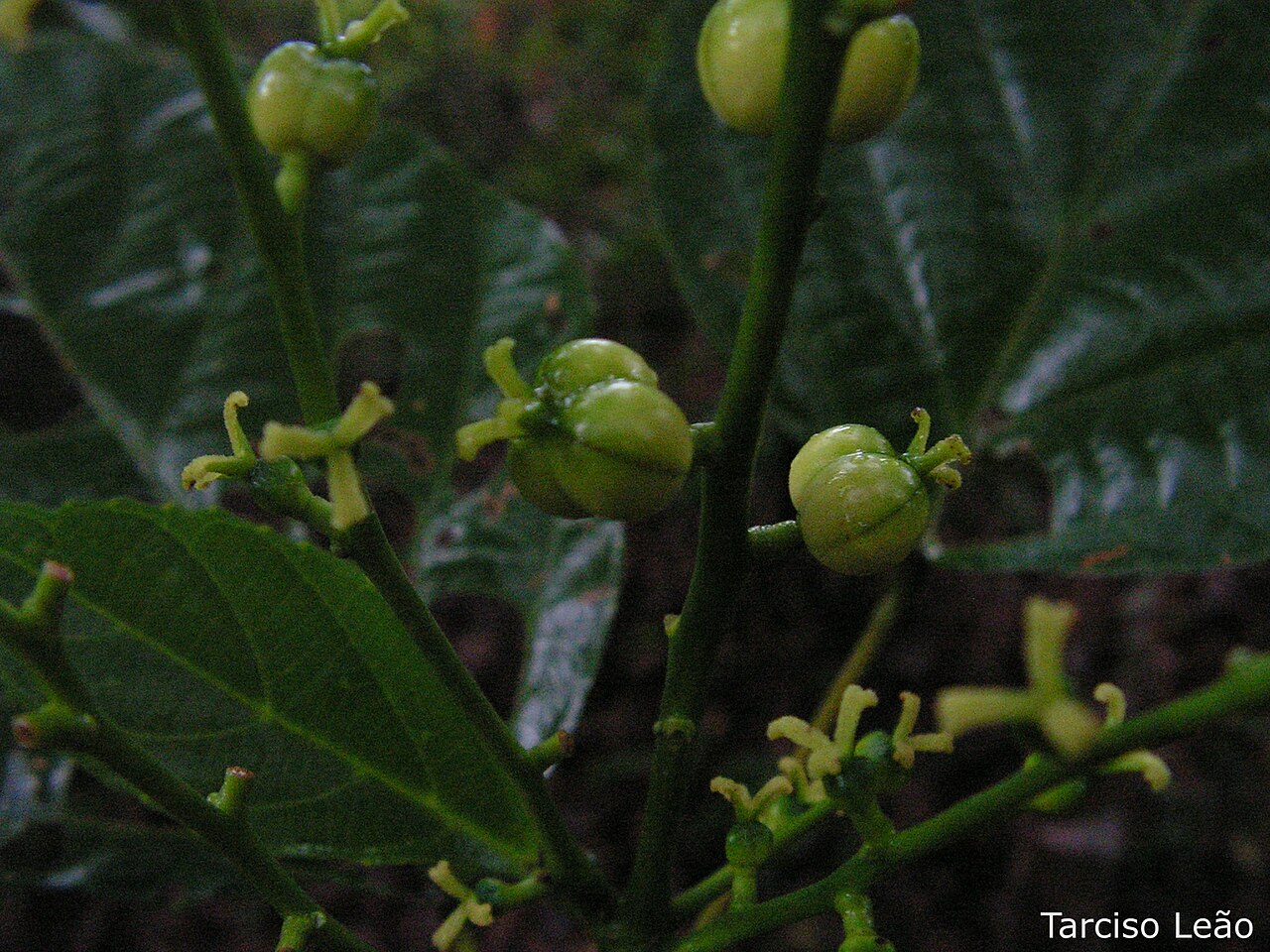 Aparisthmium cordatum: Local: Mata do Sabiá, Cabo de Santo Agostinho, Pernambuco, Brasil.