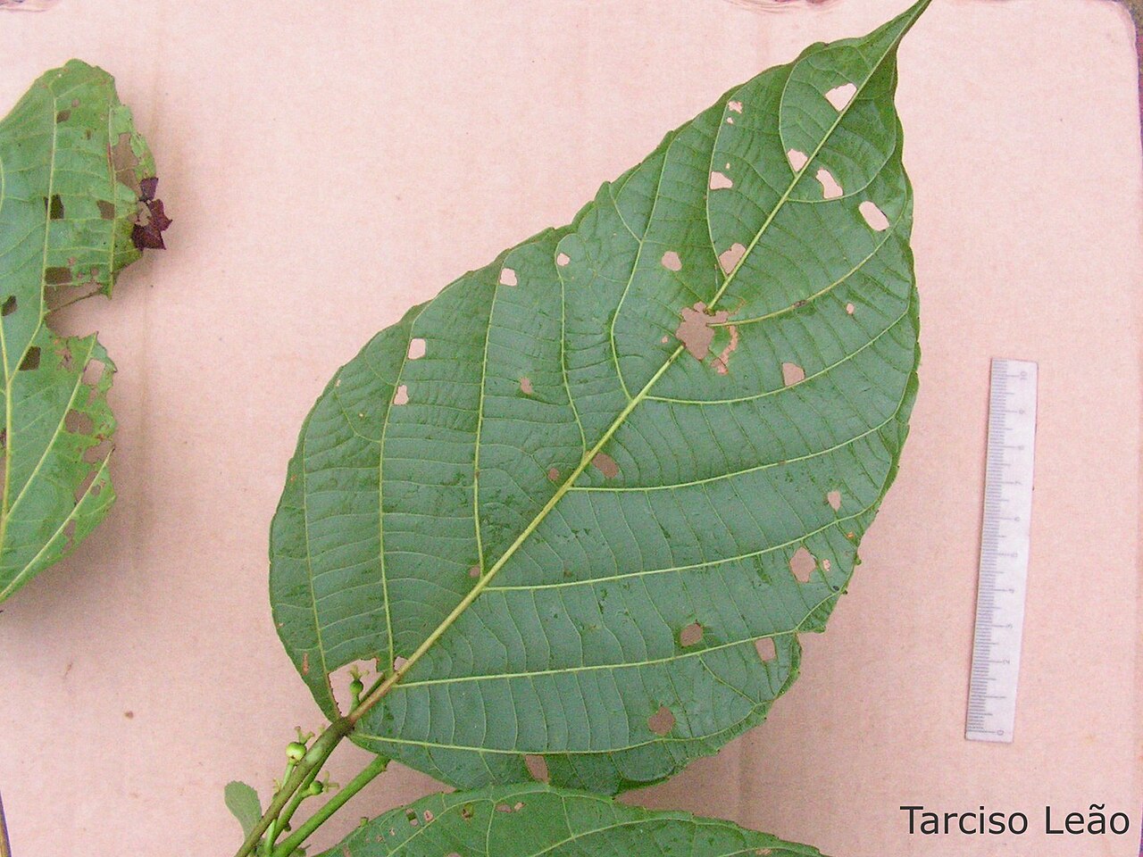 Aparisthmium cordatum: Local: Mata do Sabiá, Cabo de Santo Agostinho, Pernambuco, Brasil.